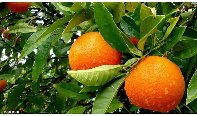 Lemon Plant  Vietnam malta Mosambi All Time Variety Grafted Fruit Live Plant s and Tree 1 5 2 Ft Size  1 Healthy Plant  in Nursery-thumb2