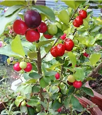 Cherry Fruit Plant  Cherry Fruit Plant-thumb1