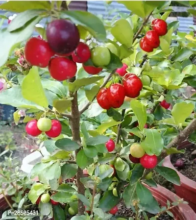 Cherry Fruit Plant  Cherry Fruit Plant-thumb2