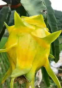 Dragon Tree Yellow Dragon Fruit 001-thumb1