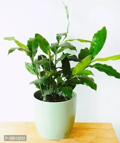 Natural Live Plant for Home Garden-thumb0