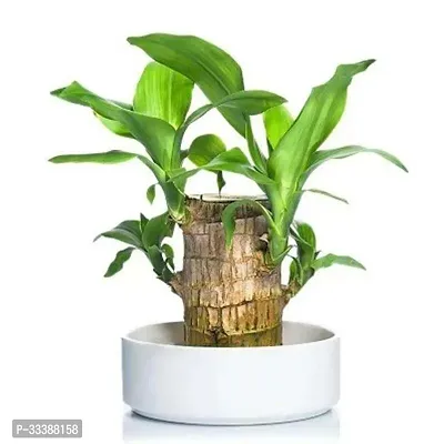 Green Lucky Brazil Wood Potted Plant, for Living Room, without Pot Pack of 1-thumb0