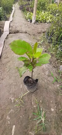 Almond Plant  Almond Life Plant-thumb1