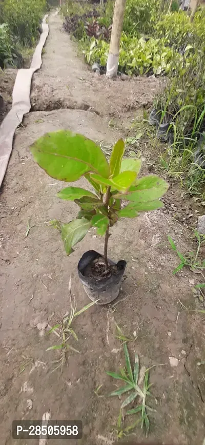 Almond Plant  Almond Life Plant-thumb2