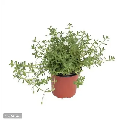 Bacopa Monnieri Brahmi Plant  Br0002-thumb0