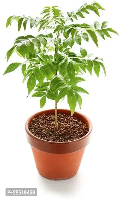 Natural Live Plant for Home Garden-thumb0