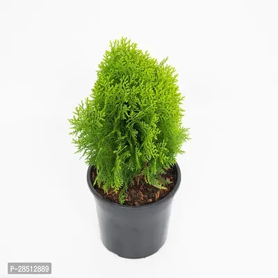 Natural Live Plant for Home Garden-thumb0