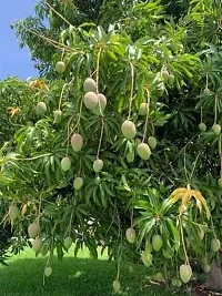 Mango Plant  Mango Plant kingdom43-thumb1