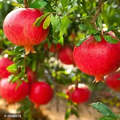 Pomegranate Plant  Outdoor Pomegranate  Annar  Anar  Grafted    Plant-thumb2