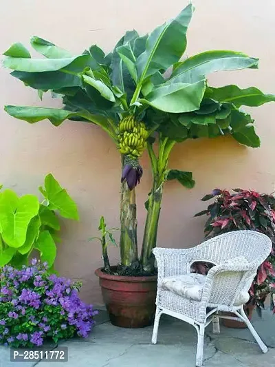 Natural Live Plant for Home Garden-thumb0