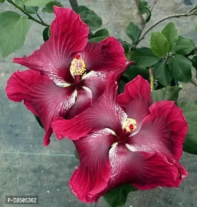 Hibiscus Plant  Hibiscus black dragon Plant-thumb0