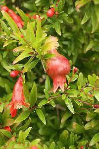 Pomegranate Plant  Anar fruit Plant-thumb1