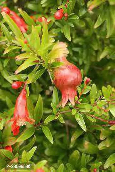 Pomegranate Plant  Anar fruit Plant-thumb2