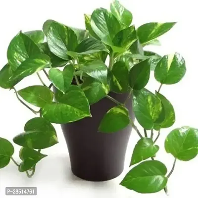 Natural Live Plant for Home Garden-thumb0