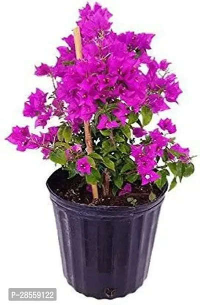 Earth Angels Bougainvillea Plant RSP_228-thumb0