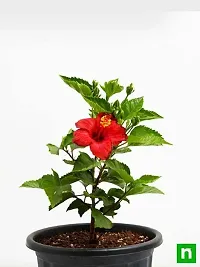 Hibiscus Plant  Joba Lal XOXy-thumb2