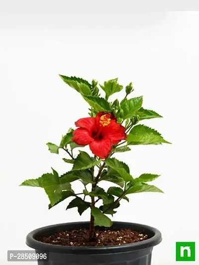 Hibiscus Plant  Joba Lal XOXy-thumb3