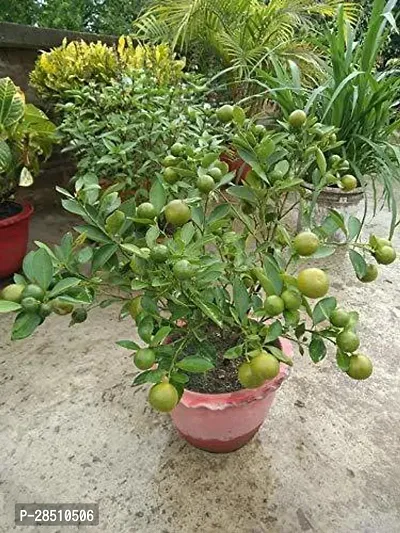 Natural Live Plant for Home Garden-thumb0