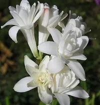 TuberoseRajnigandha Plant  Tuberose  Rajnigandha Ornamental Flower Live Plant-thumb1