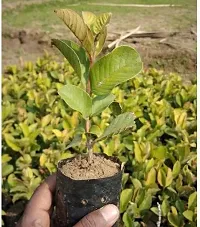 Guava Plant  Guava A5-thumb1