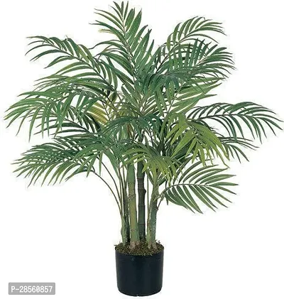 Earth Angels Areca Palm ARECA palm plant-thumb0