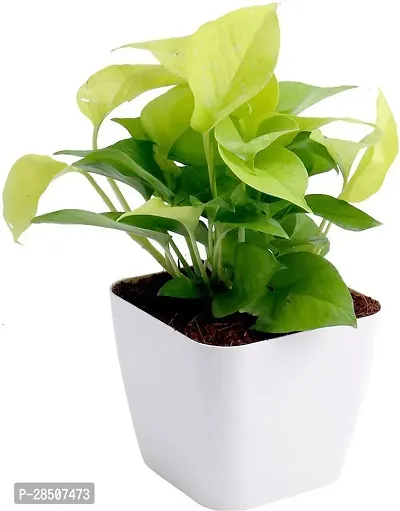 Money Plant  MONEY Plant  WHITE POT-thumb0