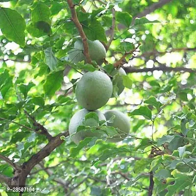 Bel Plant  Aegle marmelos