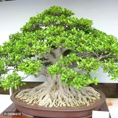 Ficus Bonsai Ficus Bonsai Plant s-thumb0