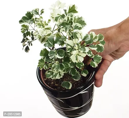 Natural Live Plant for Home Garden-thumb0