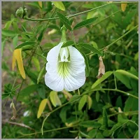 Aparajita Butterfly Pea Plant  Aparajita Butterfly Pea Plant  White flower Plant-thumb1