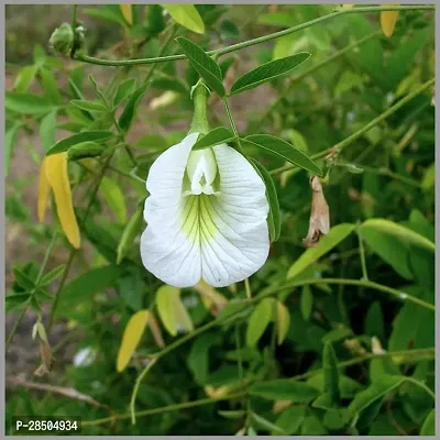 Aparajita Butterfly Pea Plant  Aparajita Butterfly Pea Plant  White flower Plant-thumb2