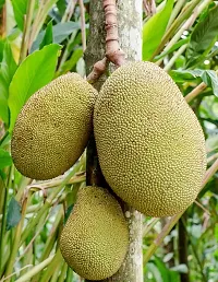 Jackfruit Plant  Kathal Plant kingdom55-thumb1