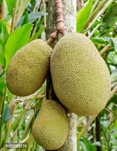 Jackfruit Plant  Kathal Plant kingdom55-thumb2