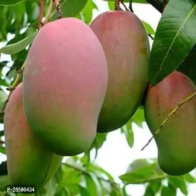 Mango Plant  MONDAL NURSARY MANGO Plant-thumb0