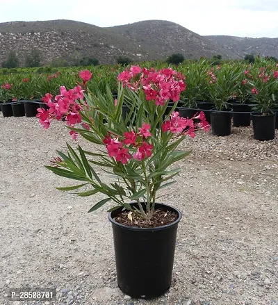 Kaner Plant  Oleander XPBReba200-thumb0