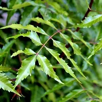 Neem Plant  NeemPata-thumb1