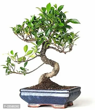 Ficus Bonsai Plant  Ficus XORTERL