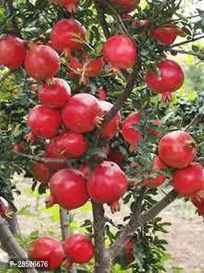 Pomegranate Plant  Pomegrante Bhagwa supar Plant-thumb0