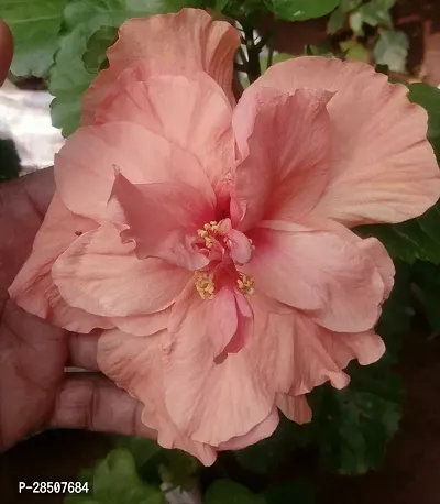 Hibiscus Plant  Hibiscus Plant heaven94-thumb0