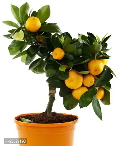 Orange Plant  ORH01