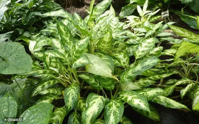 Aglaonema Plant  Aglaonema Plant  049-thumb0