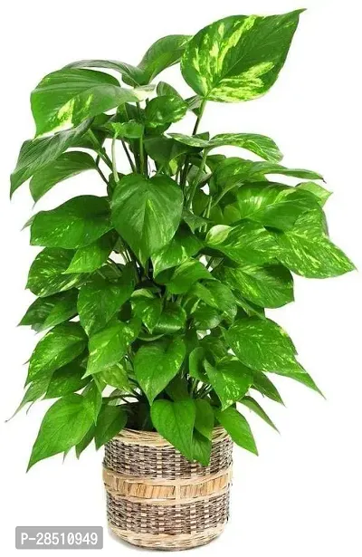 Natural Live Plant for Home Garden-thumb0