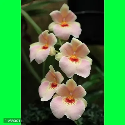 Earth Angels Lily Plant VANDA_0 PUY43-thumb0