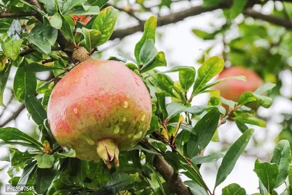 Pomegranate Plant  Bedana Plant heaven12