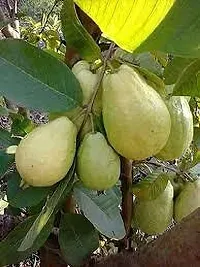 Earth Angels Guava Plant GUAVA PLANT NNJJII0-thumb2