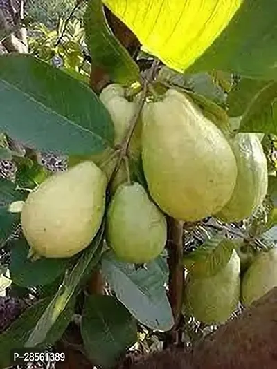 Earth Angels Guava Plant GUAVA PLANT NNJJII0-thumb3