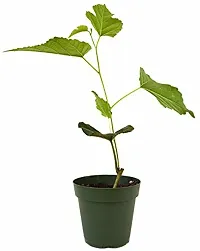 ShahtootMulberry Plant  White mulberry  Morus alba  05-thumb2