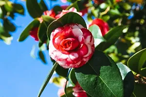 ZZ Plant  Camellia Flower Plant  05-thumb2