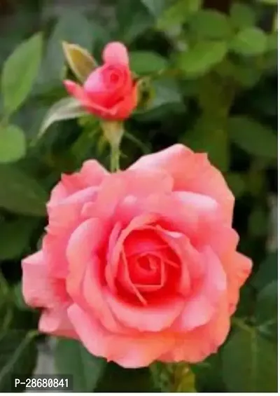 Earth Angels Rose Plant live rose plant-thumb0