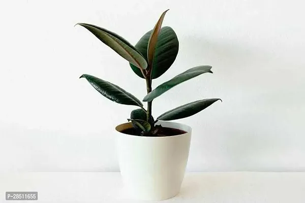 Natural Live Plant for Home Garden-thumb0